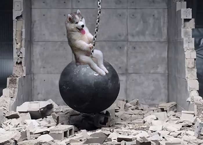 husky sull'a