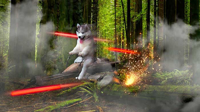 husky-photoshopbattle3
