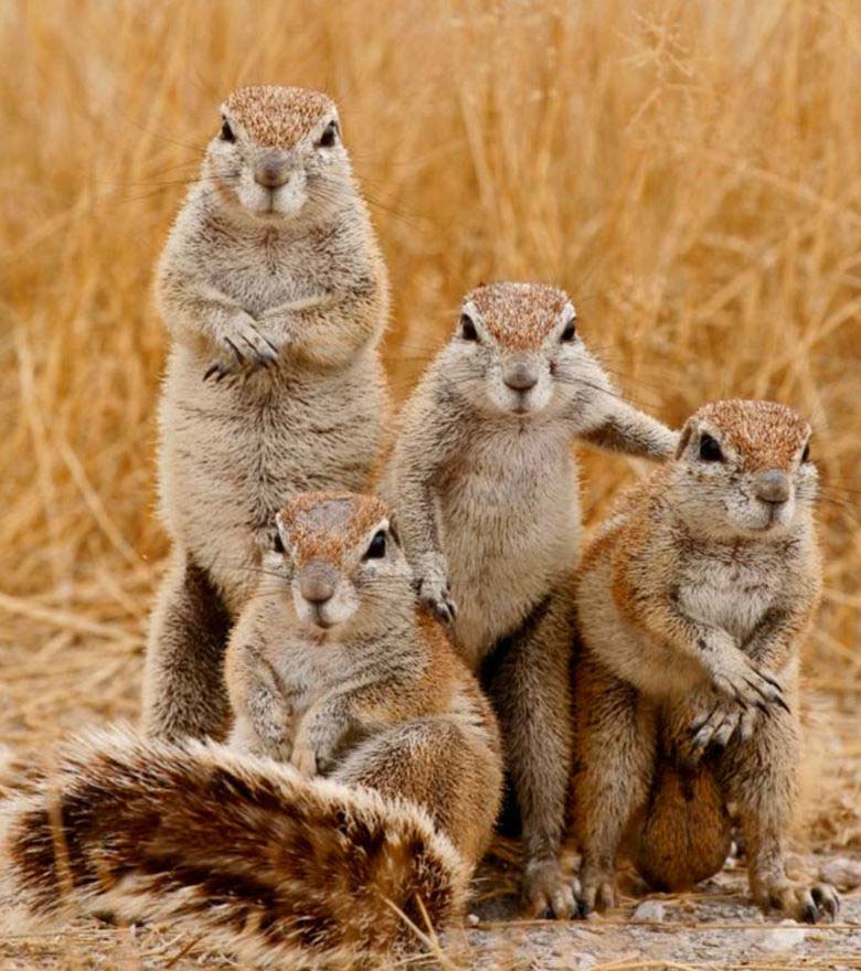 Foto di animali in posa divertenti