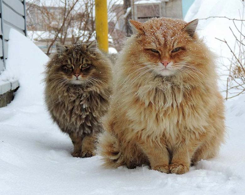 Foto di animali in posa divertenti