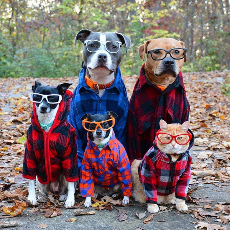 Foto di animali in posa divertenti