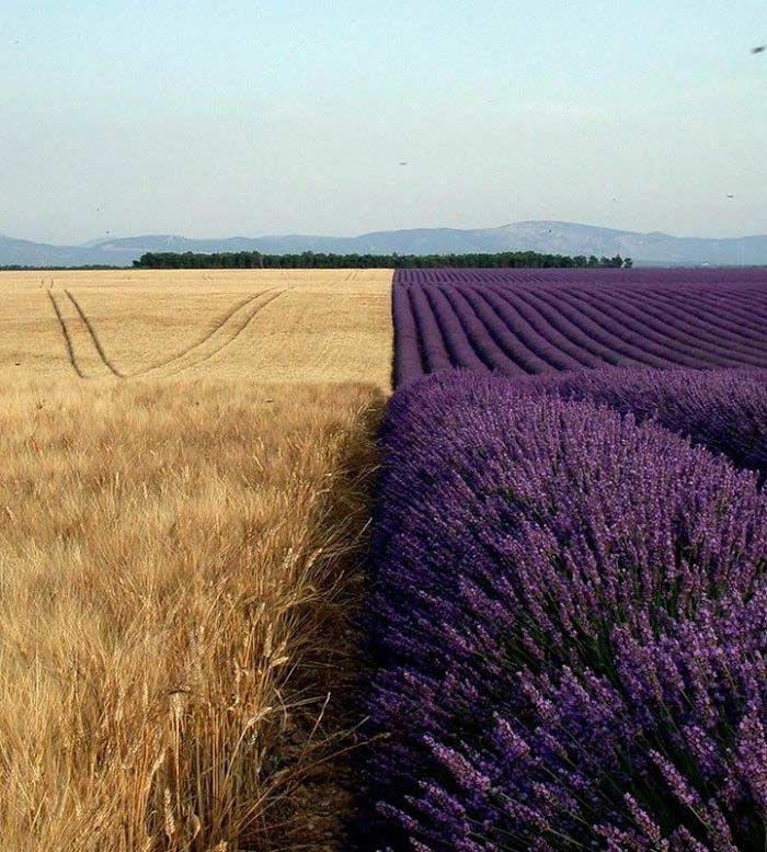 Campo di grano accanto al campo di lavanda, simmetricamente perfetto