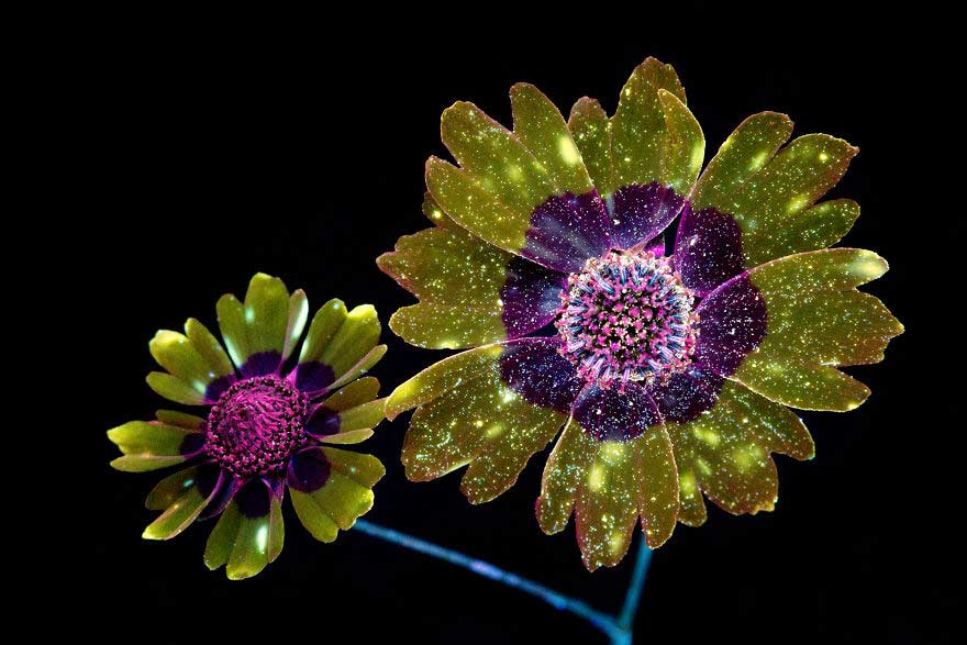 Fiori con ultravioletti