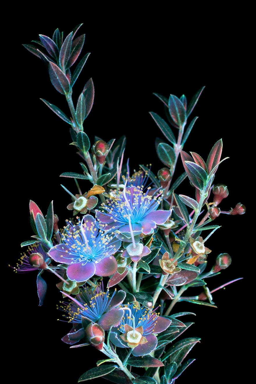 Le foto dei fiori con raggi ultravioletti