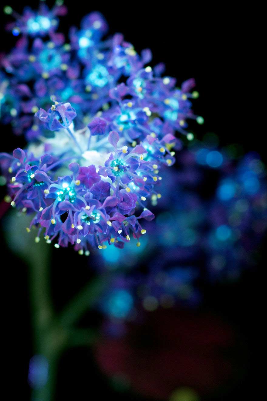 Foto di fiori al buio