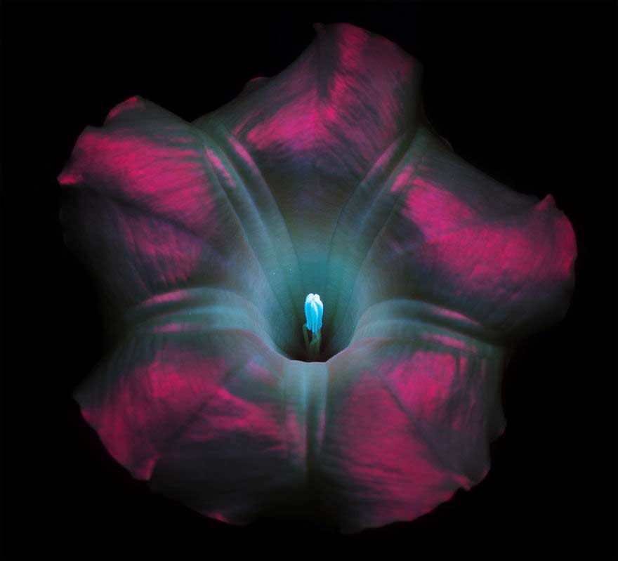 Fotografia di fiori con raggi ultravioletti