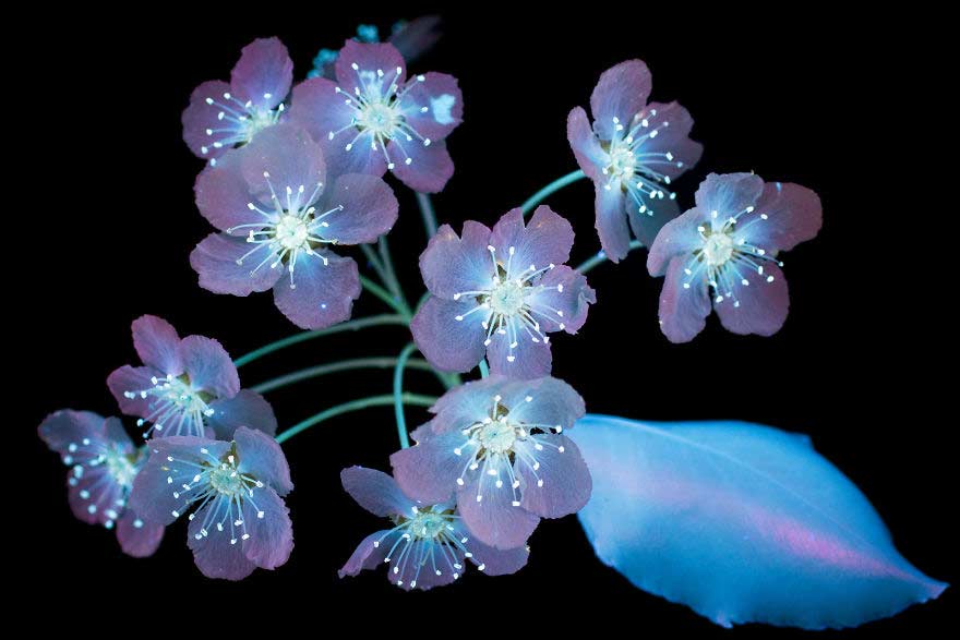 Foto di fiori al buio illuminate con raggi ultravioletti