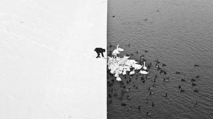 Foto simmetricamente perfetta in bianco e nero, uomo che da da mangiare alle anatre (Foto incredibili senza Photoshop)