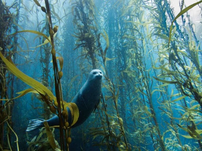Foca nel mare di San Diego di Kyle McBurnie