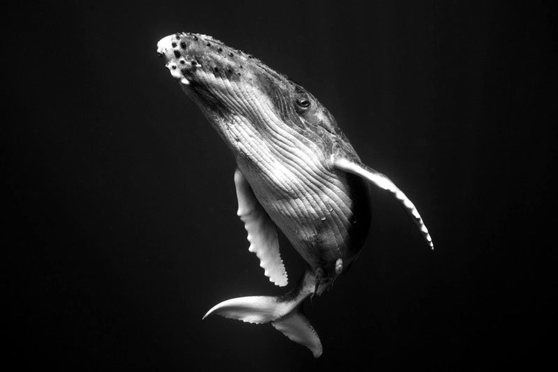 Risultati immagini per fotografie in bianco e nero di tutto il mondo