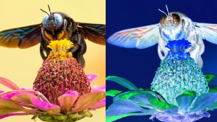 guida per invertire i colori su Photoshop