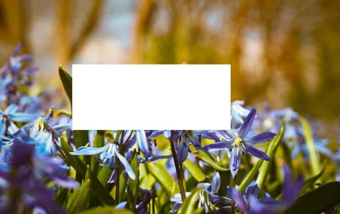 immagine trasparente paint